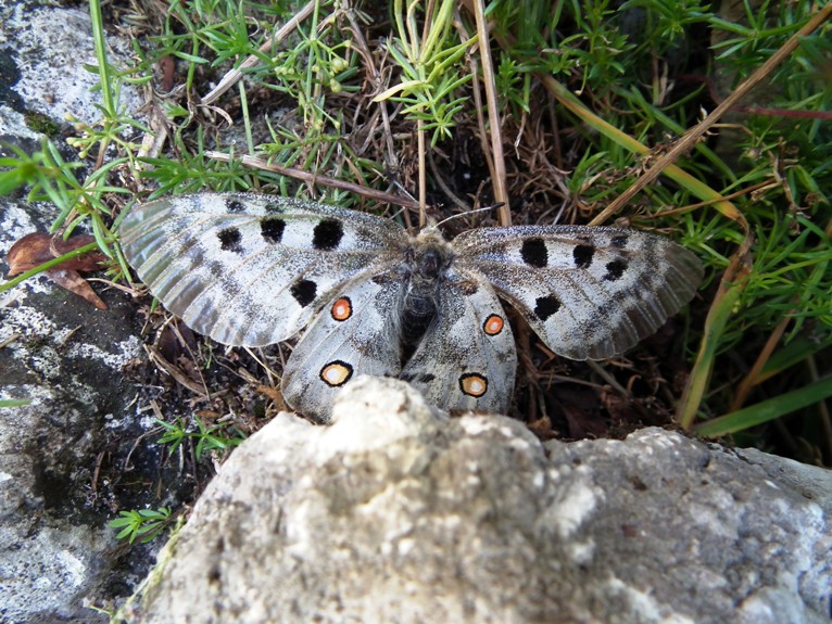 Parnassius Apollo